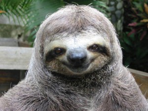 happy-smug-sloth
